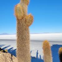 Buenos Aires nach La Paz über Uyuni 16 Tage Reise-Foto #1