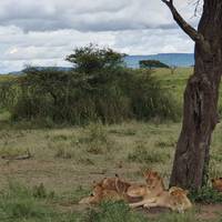 Preiswerte Tansania Safari ab Sansibar - 3 Tage Reise-Foto #1