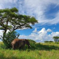 Preiswerte Tansania Safari ab Sansibar - 3 Tage Reise-Foto #3