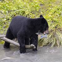 Alaska Denali Expedition - 12 Days traveler photo #3