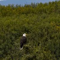 Alaska Denali Expedition - 12 Days traveler photo #1