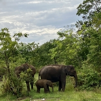 Eintauchen in die Welt von Sri Lanka Reise-Foto #2