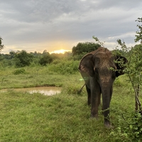 Eintauchen in die Welt von Sri Lanka Reise-Foto #3