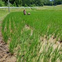 Vrijwilligerswerk voor milieubehoud, culturele ervaring en tempelverblijf op het eiland Sado: foto van de reiziger #1