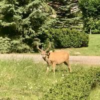 Photo de voyageur Les sites emblématiques des Rocheuses de l