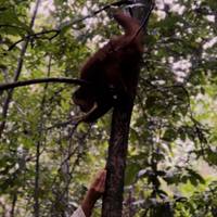 Tambopata - het Amazonewoud - 4 dagen: foto van de reiziger #1