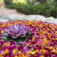 Lo mejor de Rajastán y Festival de Holi - 11 días: foto del viajero #2