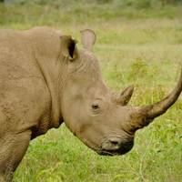 Photo de voyageur 6 JOURS DANS LE MASAI MARA- LAC NAKURU- AMBOSELI EN JEEP 4X4 #1