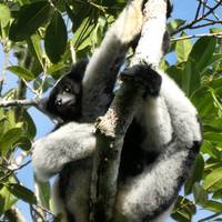Discover the Unique in Madagascar - Lemurs, Baobabs, Tsingy traveler photo #1