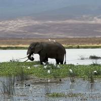 5 días, acampada en grupo económico con 2 noches en el Serengeti Safari en Tanzania: foto del viajero #2