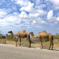 De beste privé-ervaring van Oman: foto van de reiziger #1