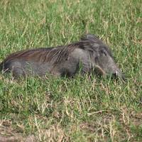 Experience Uganda Gorillas, Chimps, Golden monkeys & Big 5 (Exclusively Private) traveler photo #3