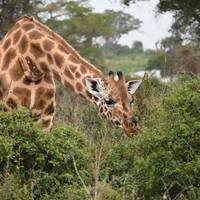 Experience Uganda Gorillas, Chimps, Golden monkeys & Big 5 (Exclusively Private) traveler photo #2