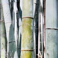 Central Japan End Kyoto (4 destinations) traveler photo #2