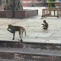 Essenz von Bhutan: 8 Tage private Tour durch Thimpu, Punakha, Gangtey & Paro Reise-Foto #2