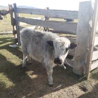 Schätze der Mongolei Reise-Foto #2