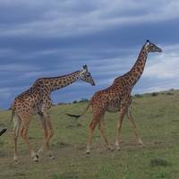 Photo de voyageur Safari économique de 7 jours dans des camps et des lodges au Kenya #3