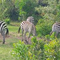 Photo de voyageur Safari économique de 7 jours dans des camps et des lodges au Kenya #2