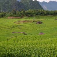 Photo de voyageur Circuit classique au Vietnam en 9 jours #3