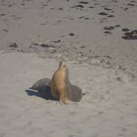 Kangaroo Island 2 day small group Wildlife Adventure (shared and private accomm available) traveler photo #1