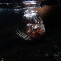 Galápagos – Nördliche, zentrale und südliche Inseln an Bord der Eden Reise-Foto #1