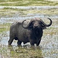 Photo de voyageur Safari de luxe de 9 jours au Kenya - Haut de gamme #1