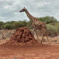 Photo de voyageur Safari de luxe de 9 jours au Kenya - Haut de gamme #2
