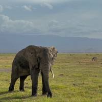 Photo de voyageur Safari de luxe de 9 jours au Kenya - Haut de gamme #3
