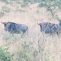 Big 5-safari in nationaal park Kruger & rondreis over de Panorama-route - 5 dagen: foto van de reiziger #2
