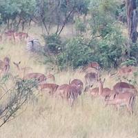 Big 5-safari in nationaal park Kruger & rondreis over de Panorama-route - 5 dagen: foto van de reiziger #3