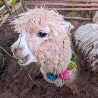 Machu Picchu Adventure traveler photo #2