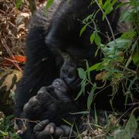 Discover Uganda Gorillas, Chimps + Big 5 & Big Cats (Exclusively Private) traveler photo #2