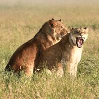 Photo de voyageur Safari de 16 jours au Kenya et en Tanzanie en voiture - moyenne gamme #1