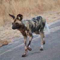 Beste Kruger National Park Safari - ab Kapstadt (3 Tage) Reise-Foto #1