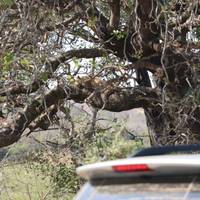 Beste Kruger National Park Safari - ab Kapstadt (3 Tage) Reise-Foto #2