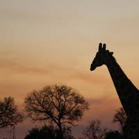 Beste Kruger National Park Safari - ab Kapstadt (3 Tage) Reise-Foto #3