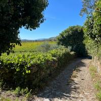 Excursión autoguiada a pie por la región vinícola del Duero: foto del viajero #1