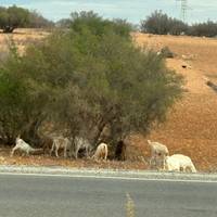 Morocco Tour 15 Days From Casablanca traveler photo #2