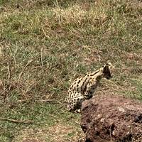 Photo de voyageur Tarangire, le Ngorongoro et le Manyara - Safari de 3 jours au départ de Moshi #3