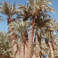 Agadir zur Wüste über Ouarzazate, Todra & Taroudant in 5 Tagen Private Tour Reise-Foto #3