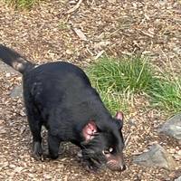 Tasmanien Abenteuer (einschließlich Dove Lake) Reise-Foto #2