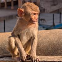Goldenes Dreieck Tour mit Ranthambore ab Neu Delhi Indien Reise-Foto #3