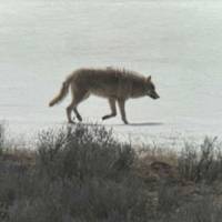 Yellowstone & Grand Teton Abenteuerreise - 4 Tage Reise-Foto #1