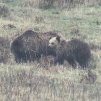 Yellowstone & Grand Teton Abenteuerreise - 4 Tage Reise-Foto #2