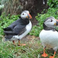 8 daagse rondreis door IJsland per minibus met noorderlicht, blauwe ijsgrot en walvissen kijken: foto van de reiziger #1