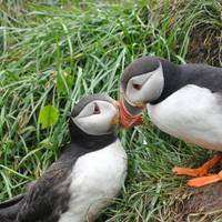 8 daagse rondreis door IJsland per minibus met noorderlicht, blauwe ijsgrot en walvissen kijken: foto van de reiziger #3