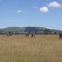 Safari en kust in Oost-Afrika: foto van de reiziger #1