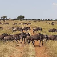 Safari en kust in Oost-Afrika: foto van de reiziger #2