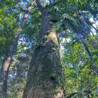 Manaus Amazone Jungle Avontuur 5D/4N: foto van de reiziger #1