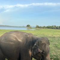 Eintauchen in die Welt von Sri Lanka Reise-Foto #3